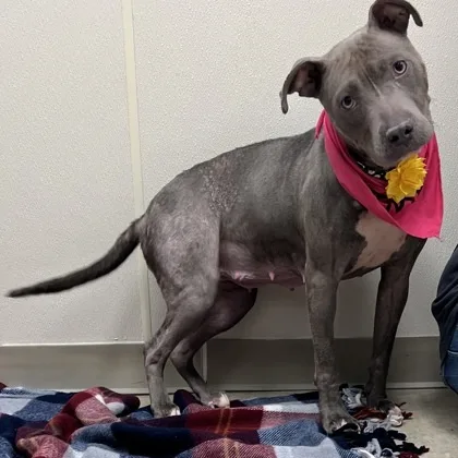 An adult medium-sized female Gray / Blue / Silver Mixed Breed dog named Bourbon A for adoption in Hamilton, OH