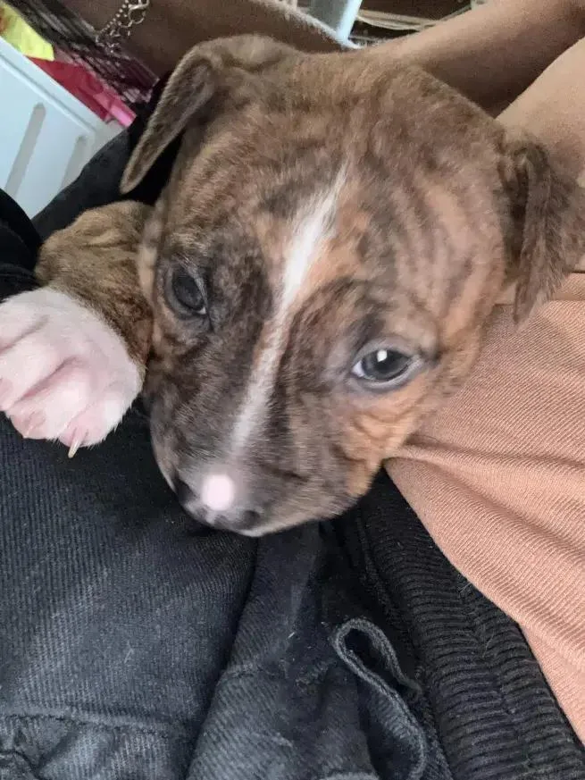 A baby small-sized male Brindle Mixed Breed dog named Nitro for adoption in Grand Rapids, MI