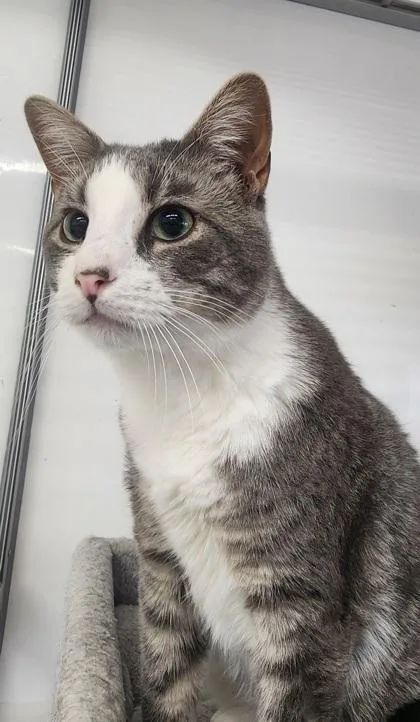 An adult medium-sized male Gray & White Domestic Short Hair cat named Vinny for adoption in Tama, IA