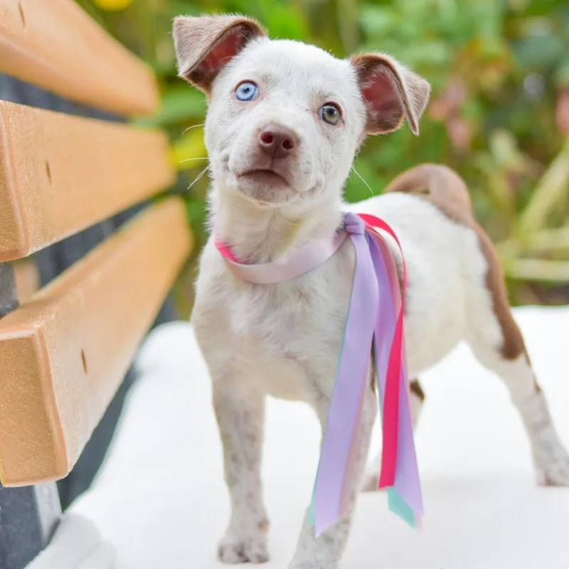 Confetti thumbnail 3