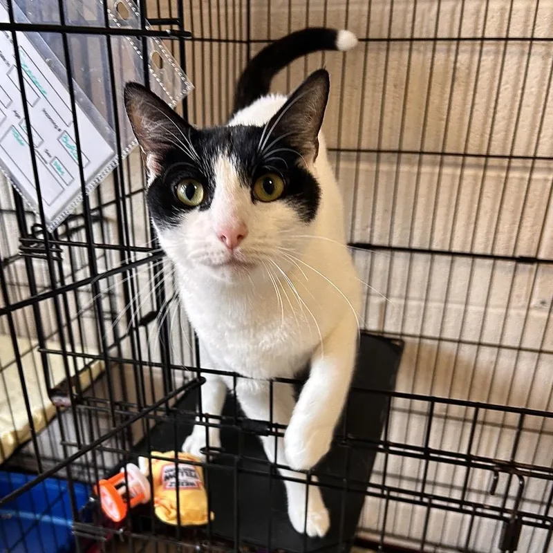 An adult small-sized male White Domestic Short Hair cat named Sesame for adoption in Waynesboro, PA