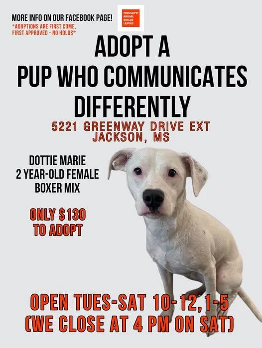 A young large-sized female White / Cream Boxer dog named Dottie Marie for adoption in Jackson, MS