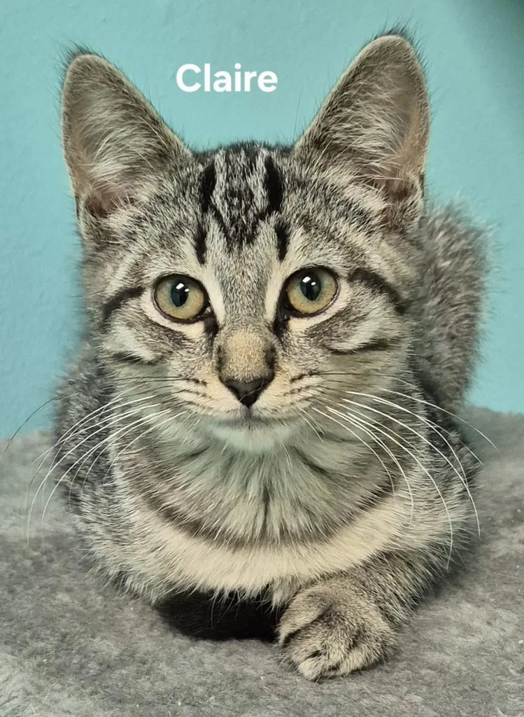 A baby medium-sized female Domestic Short Hair cat named Claire for adoption in Kendallville, IN