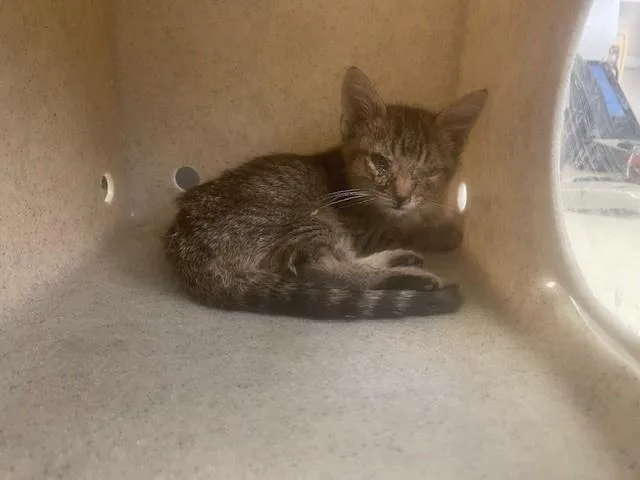 A baby small-sized male Domestic Short Hair cat named Atticus for adoption in Lancaster, CA