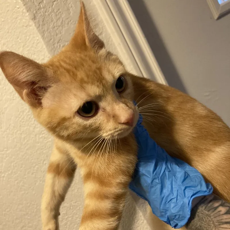 A baby small-sized male Orange / Red Domestic Short Hair cat named Burger for adoption in Midland, TX