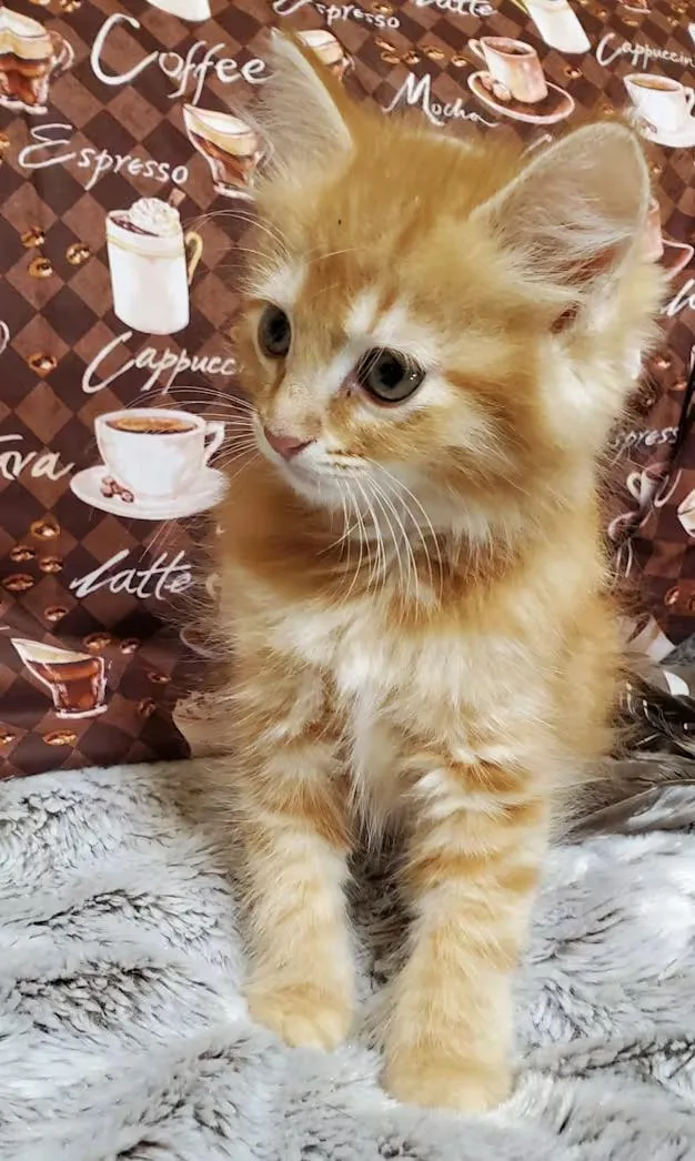 A baby medium-sized female Orange / Red Domestic Medium Hair cat named Java for adoption in Greensboro, NC