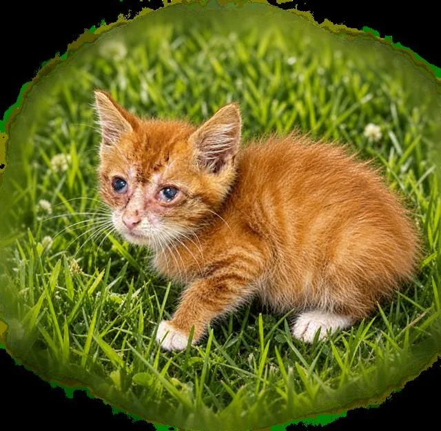 A baby small-sized male Domestic Short Hair cat named Lil Man for adoption in Upper Marlboro, MD
