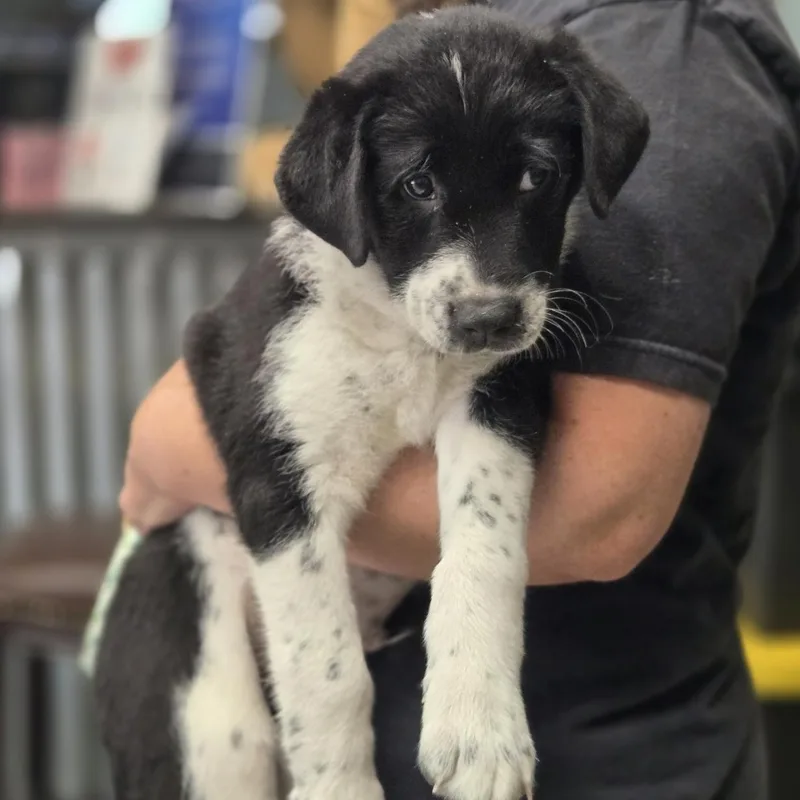 A baby medium-sized male Black Australian Cattle Dog / Blue Heeler dog named Yarrow for adoption in Mansfield, TX