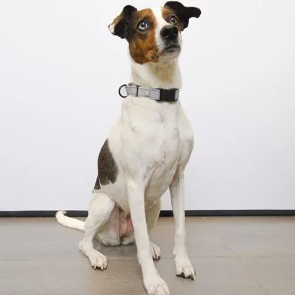 A senior large-sized female Catahoula Leopard Dog dog named Maya for adoption in Dallas, TX