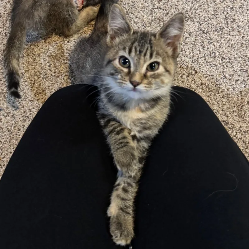 A baby small-sized female Brown / Chocolate Domestic Short Hair cat named Gutter for adoption in Buffalo, MN