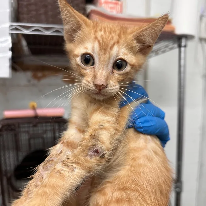 A baby small-sized male Orange / Red Domestic Short Hair cat named Fuji for adoption in Edinburg, TX