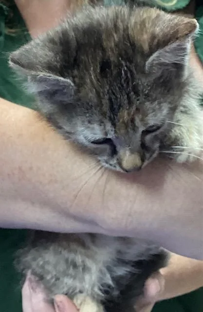 A baby medium-sized female Tabby (Brown / Chocolate) Domestic Short Hair cat named Zedmore for adoption in Lemoyne, PA