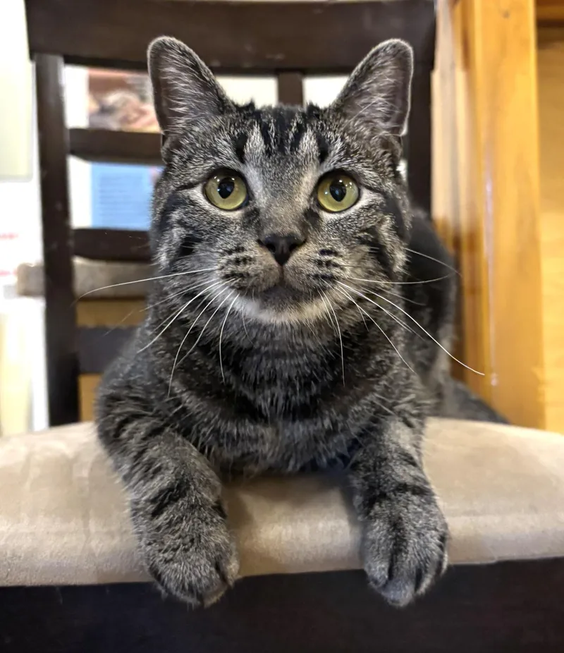 An adult medium-sized female Tabby (Gray / Blue / Silver) Domestic Medium Hair cat named Wheatie for adoption in Manitou Springs, CO
