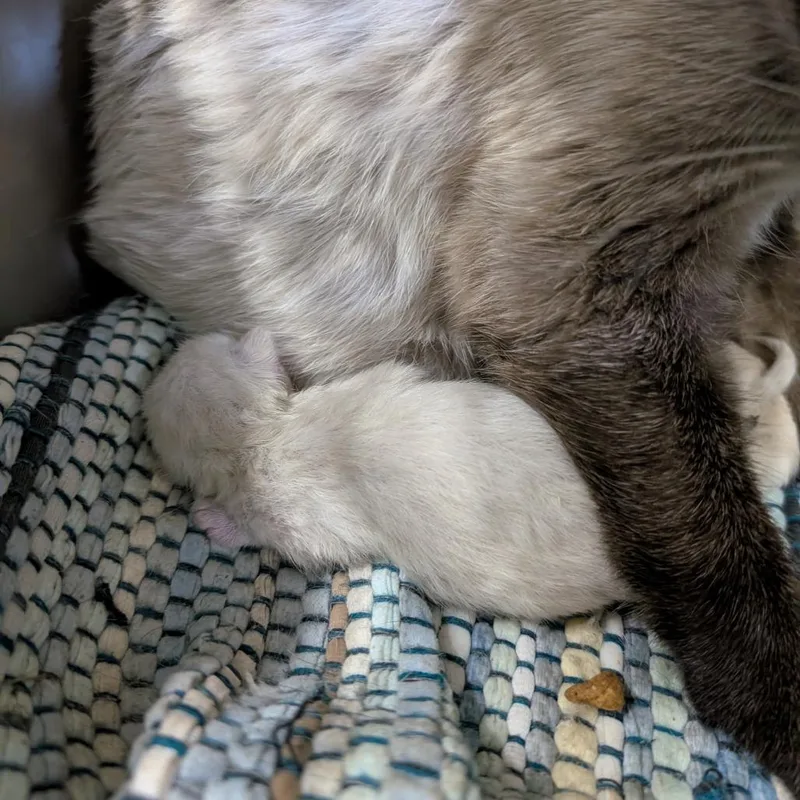 A baby small-sized female Cream / Ivory Domestic Short Hair cat named Penny for adoption in Columbia, MO
