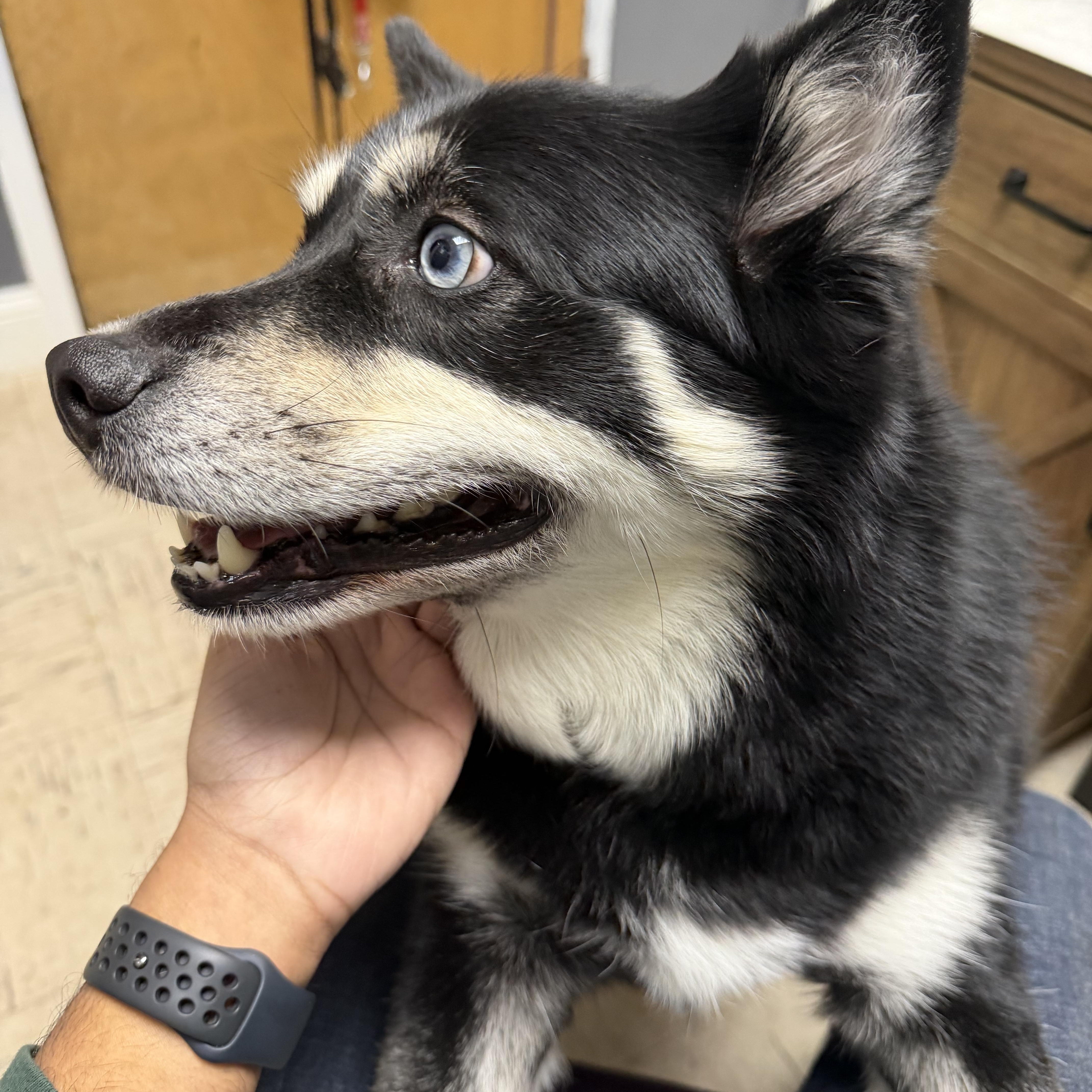 An adult medium-sized female Black Pomsky dog named Nova for adoption in Englewood, NJ