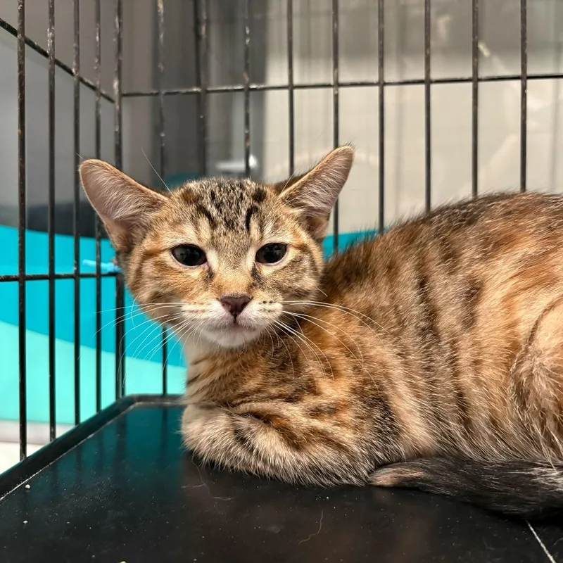 A baby small-sized female Brown / Chocolate Domestic Short Hair cat named Strawberry for adoption in Louisville, KY