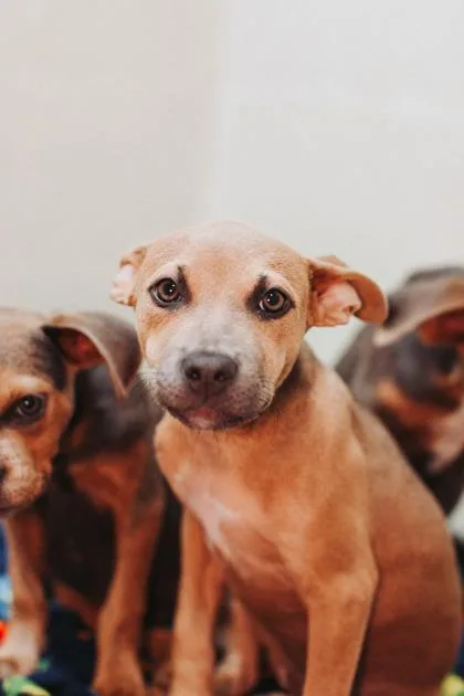 A young small-sized female Terrier dog named B Science for adoption in North Charleston, SC
