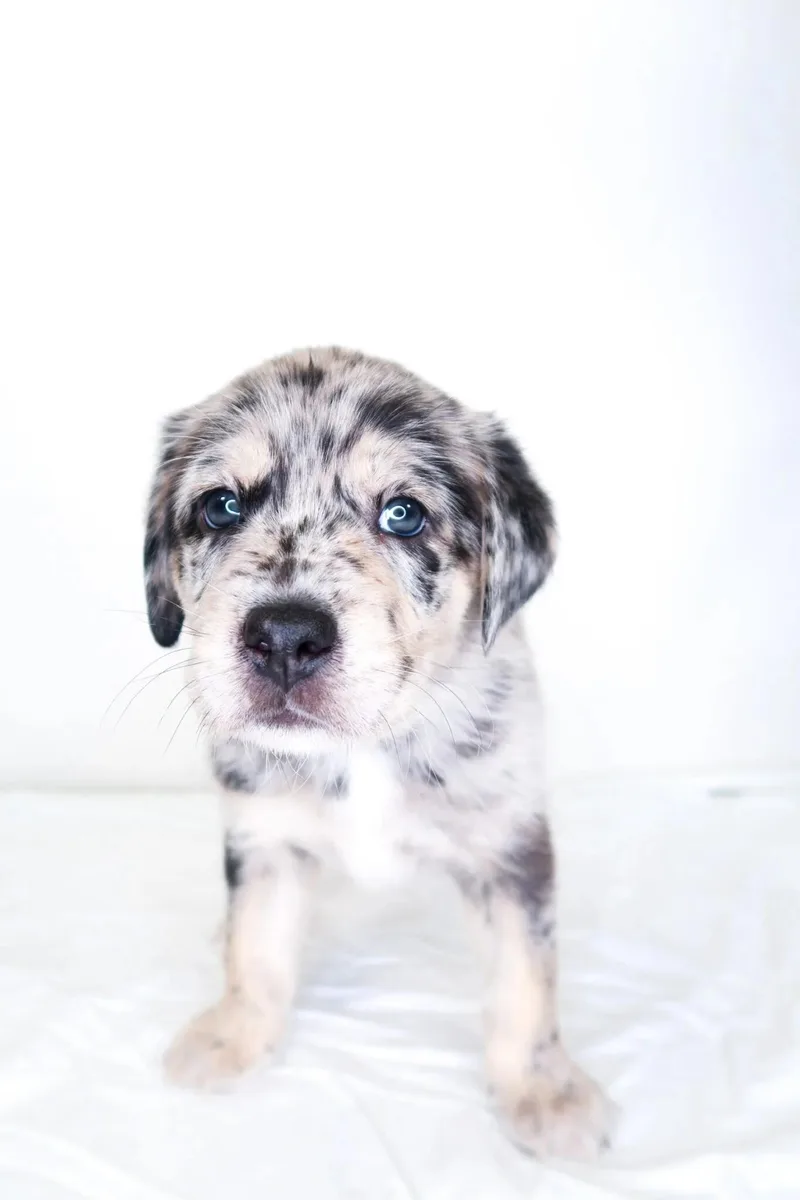 A baby large-sized male Merle (Blue) Labrador Retriever dog named Leroy for adoption in Bixby, OK