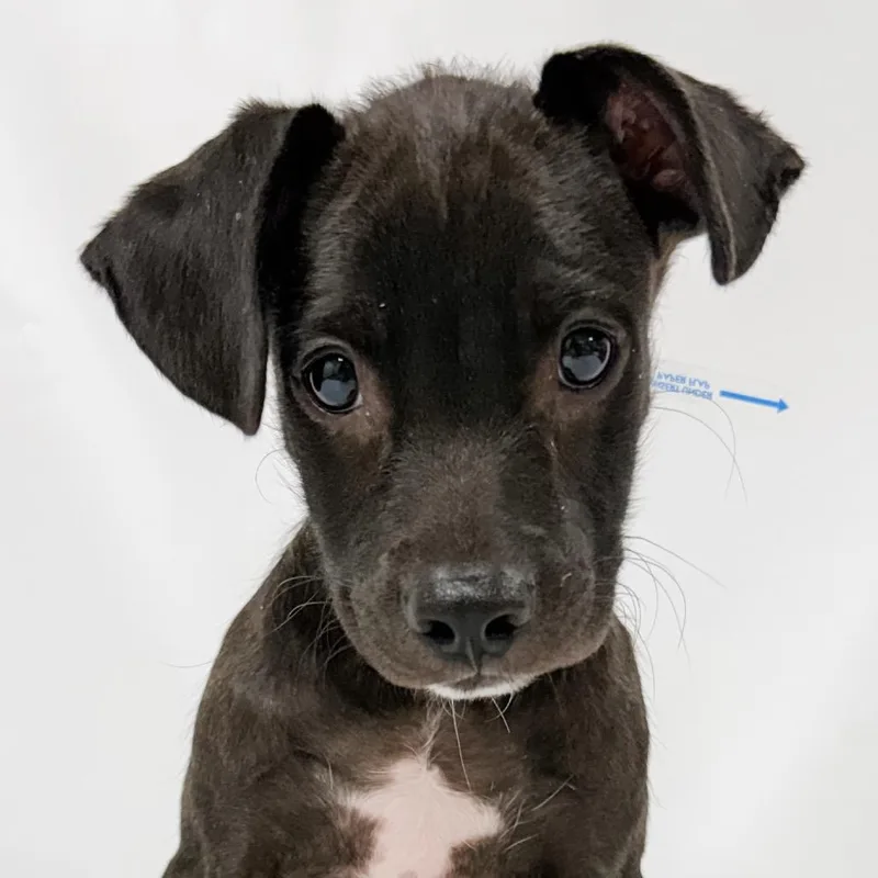 A baby small-sized male Black Labrador Retriever dog named 904 (2026) for adoption in Parker, CO