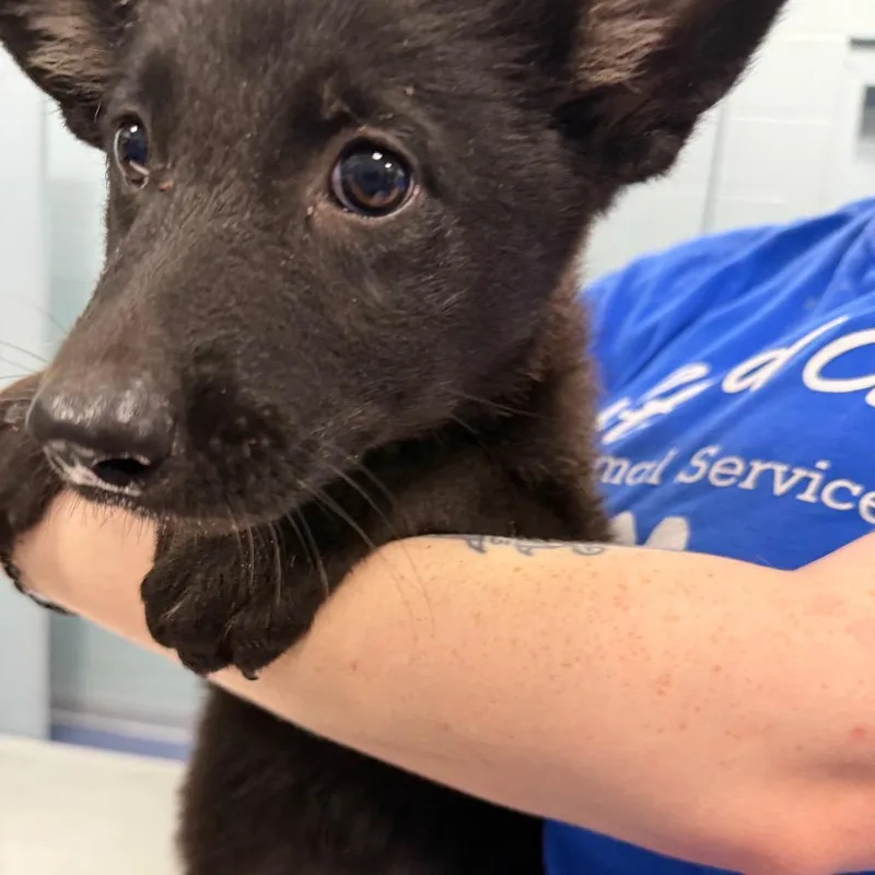 A baby small-sized female Black German Shepherd Dog dog named Fairy for adoption in Greensboro, NC