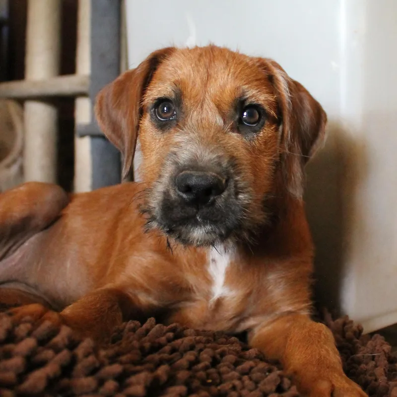 A baby large-sized female Red / Chestnut / Orange Standard Poodle dog named Paris for adoption in Guthrie, OK