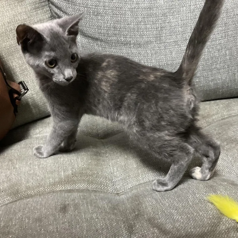 A baby small-sized female Tortoiseshell Domestic Short Hair cat named Erin for adoption in Gonzales, LA
