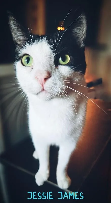 An adult medium-sized male Black & White / Tuxedo Domestic Short Hair cat named Jesse James for adoption in Adrian, MI