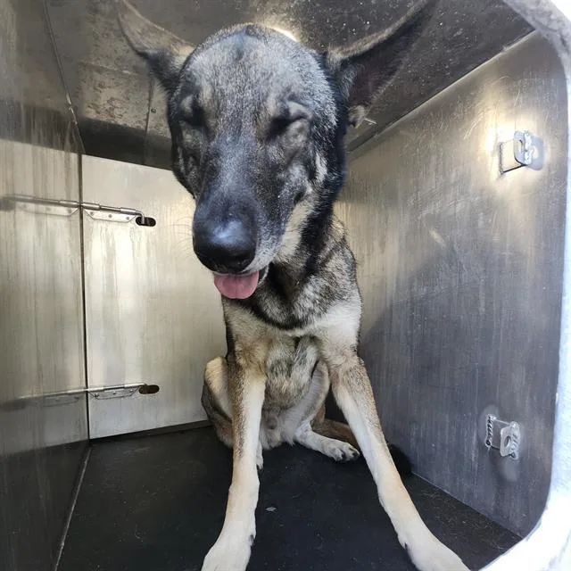 A young large-sized male German Shepherd Dog dog named Apollo for adoption in San Antonio, TX