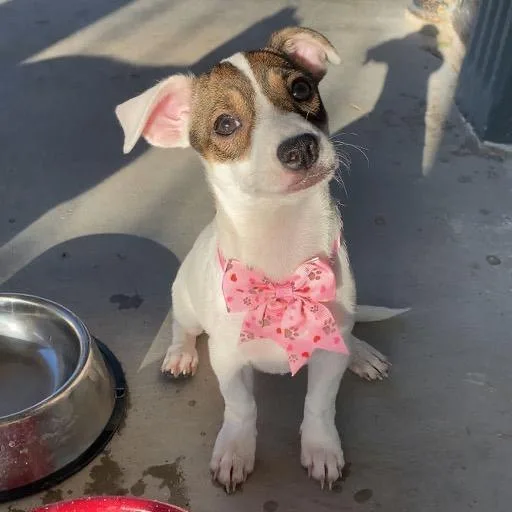 A baby small-sized female White / Cream Mixed Breed dog named Lulu for adoption in Bend, OR