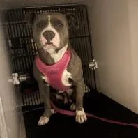 An adult medium-sized female Gray / Blue / Silver Pit Bull Terrier dog named Peggy for adoption in Pasadena, CA