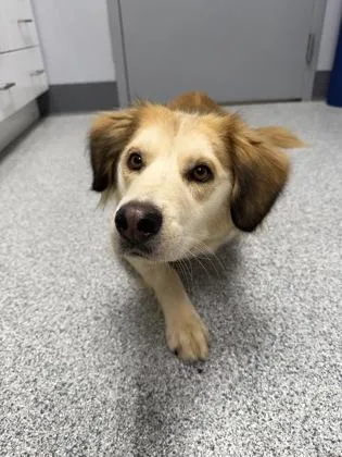 A young medium-sized female Yellow / Tan / Blond / Fawn Golden Retriever dog named Jade for adoption in Tinley Park, IL