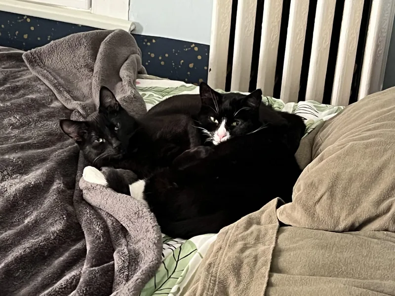 Charlie & Annie thumbnail 4