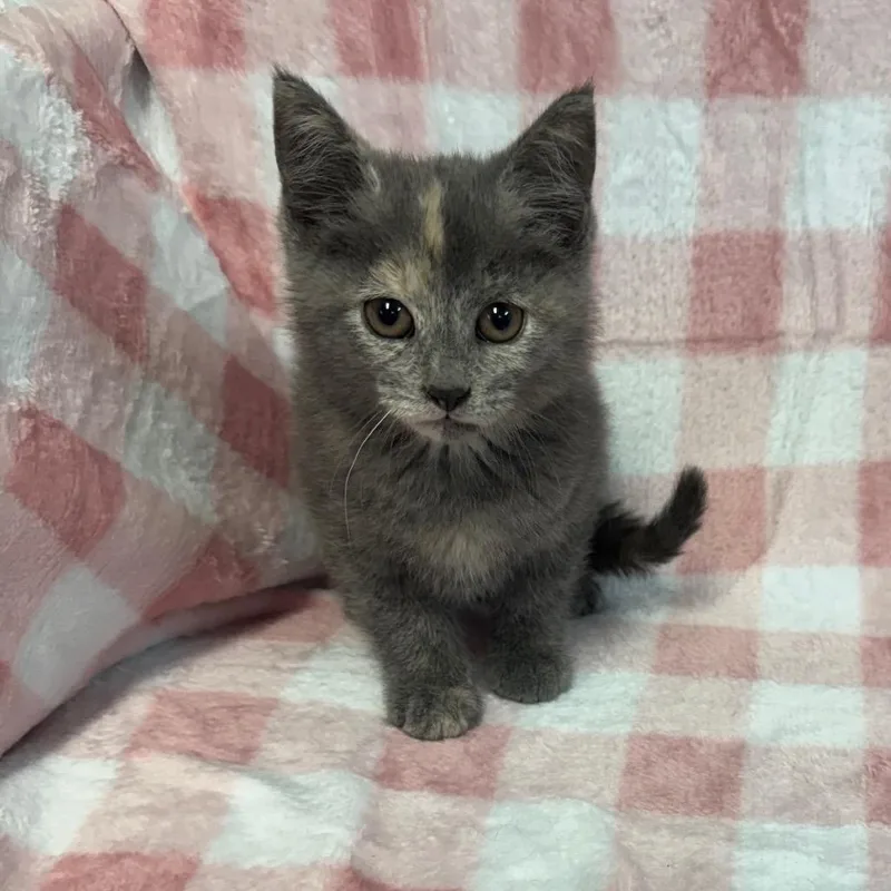 A baby small-sized female Tortoiseshell Domestic Short Hair cat named Berry for adoption in Kittanning, PA