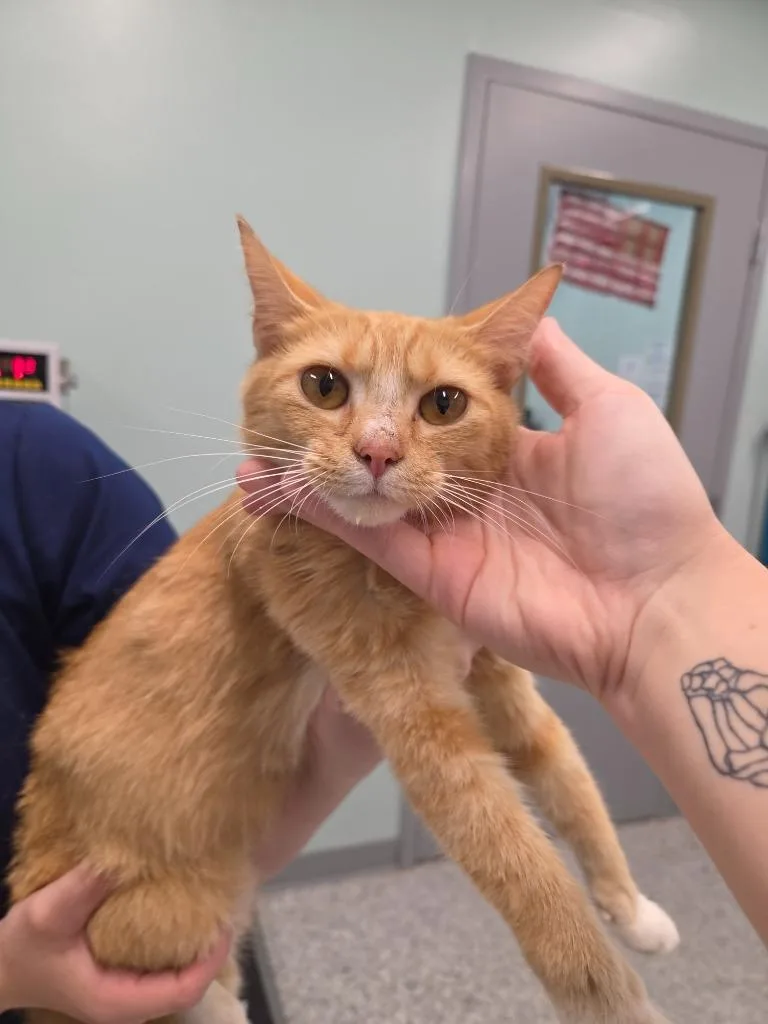 A young medium-sized female Domestic Short Hair cat named Verna Jean for adoption in Athens, TN