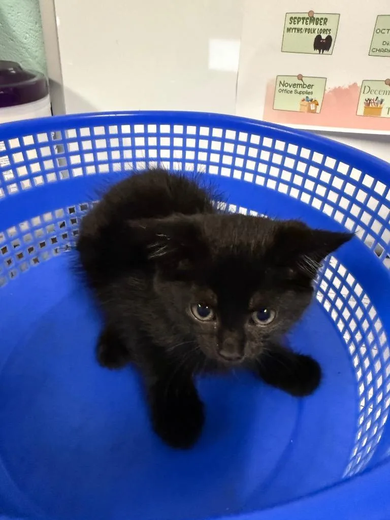 A baby medium-sized female Domestic Short Hair cat named Black Widow for adoption in Rockport, TX