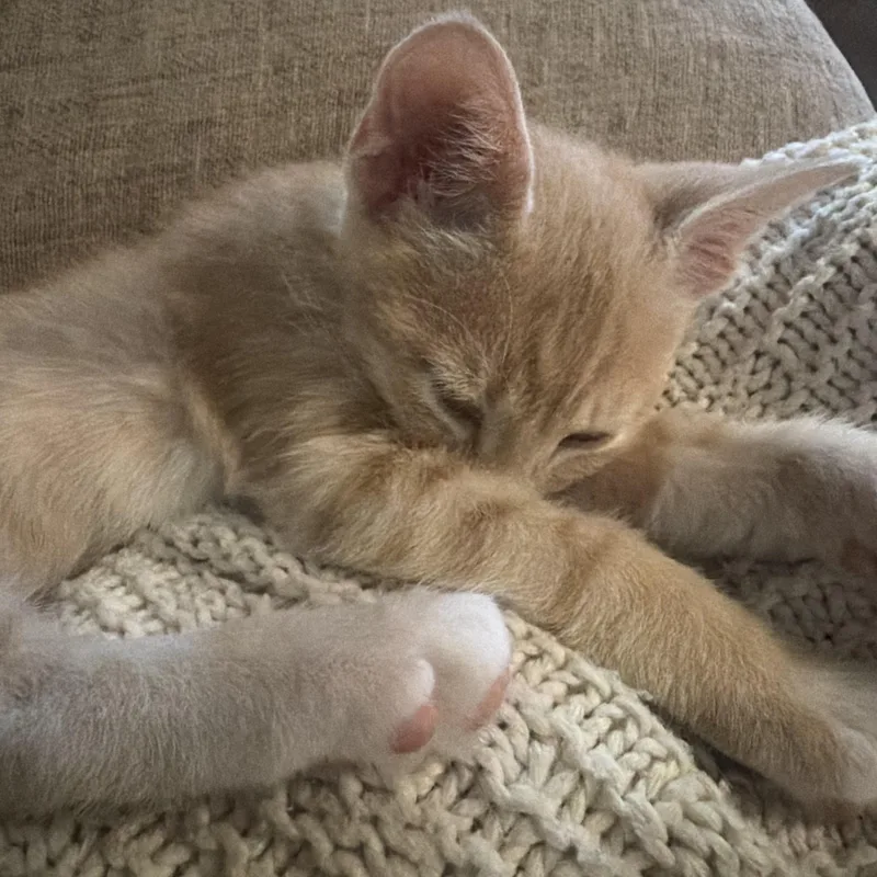 A baby medium-sized male Domestic Short Hair cat named Villagomez BRT for adoption in Missouri City, TX