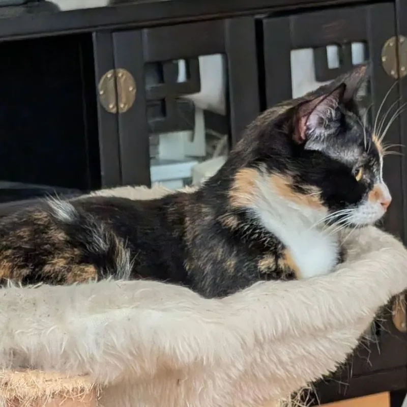 An adult medium-sized female Tortoiseshell Domestic Short Hair cat named Poppy for adoption in Renton , WA