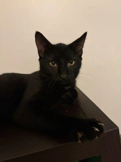A baby small-sized male Black Domestic Short Hair cat named Carl Dean for adoption in Raleigh, NC