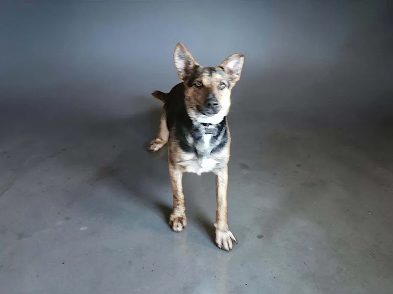 Sapphire  In Training