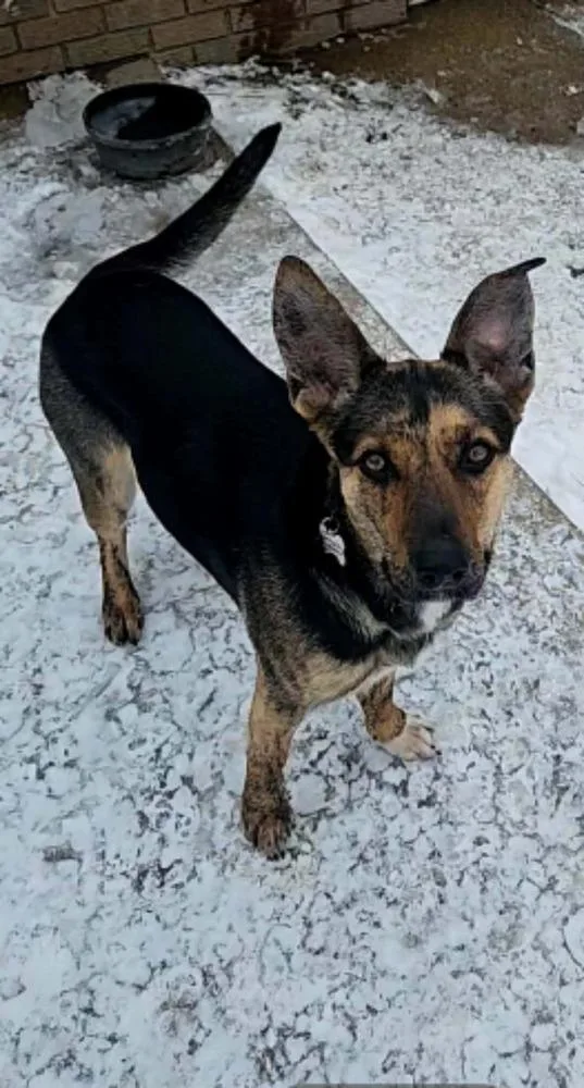 Sapphire  In Training thumbnail 2