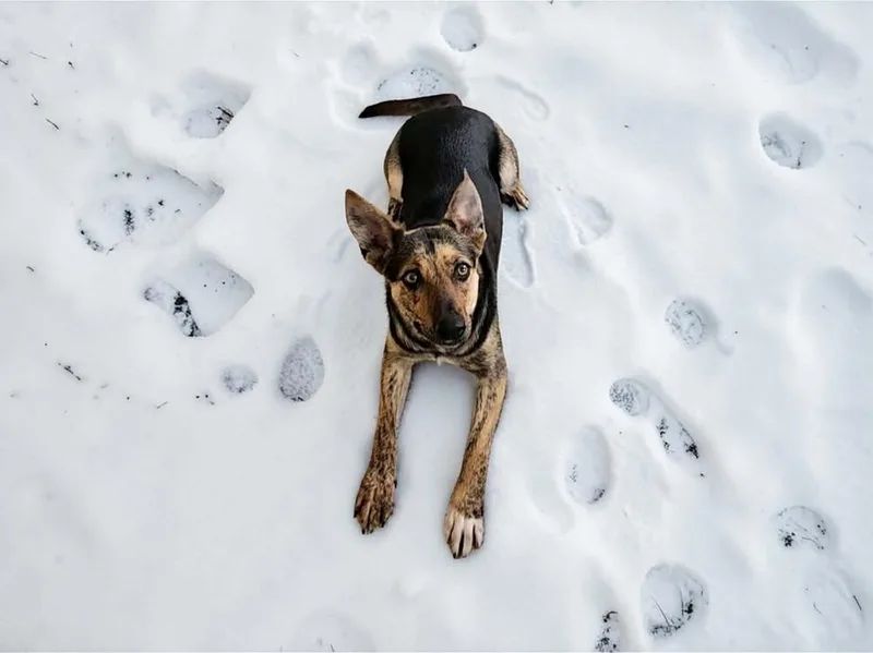 Sapphire  In Training thumbnail 3