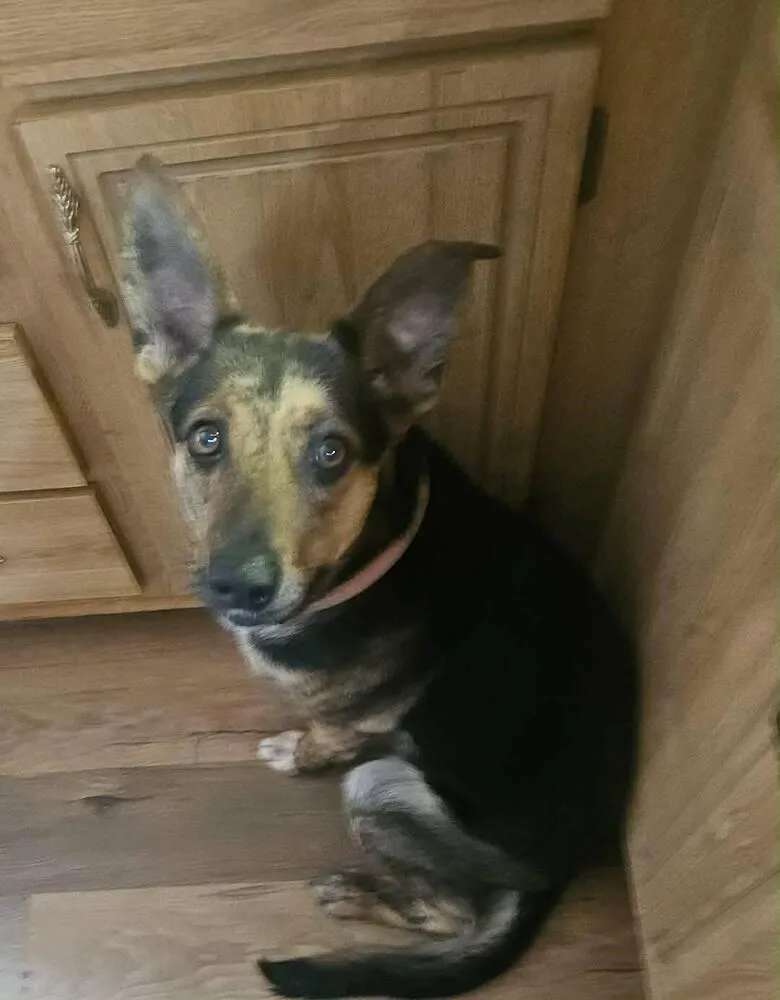 Sapphire  In Training thumbnail 4