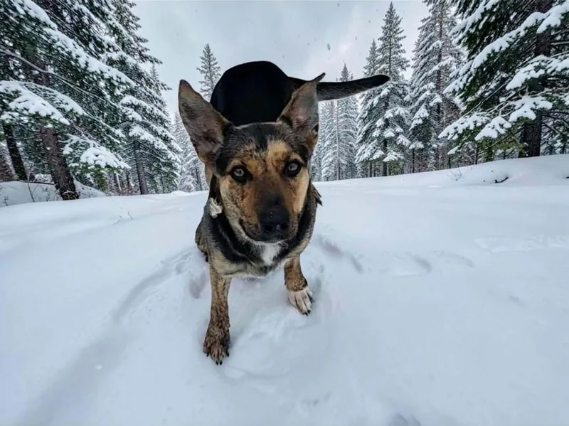 Sapphire  In Training thumbnail 6