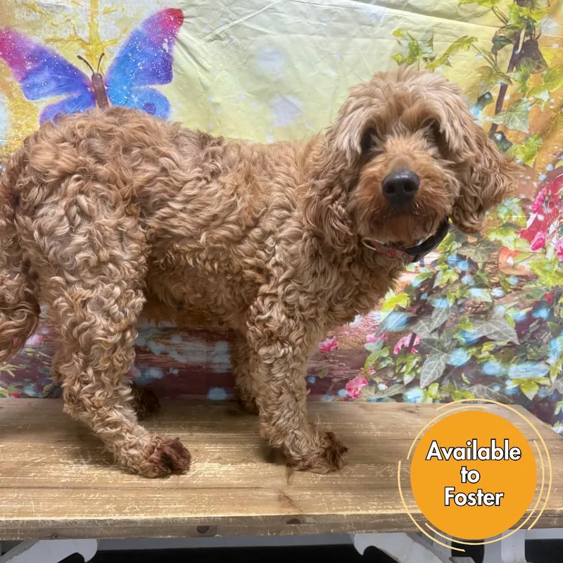 An adult medium-sized female Apricot / Beige Golden Retriever dog named Root Beer for adoption in Normal, IL