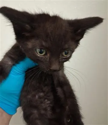 A baby small-sized female Domestic Short Hair cat named A for adoption in Bakersfield, CA