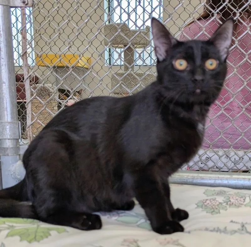 A baby medium-sized male Domestic Short Hair cat named Black Bean for adoption in Peoria, AZ