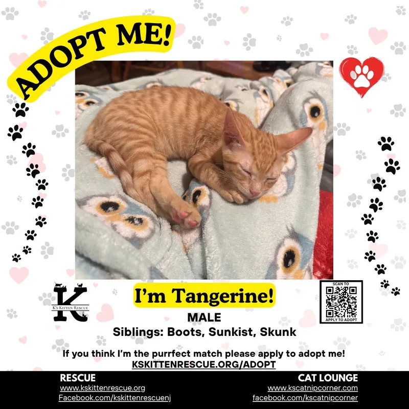 A baby medium-sized male Orange & White Domestic Short Hair cat named Tangerine for adoption in Brick, NJ