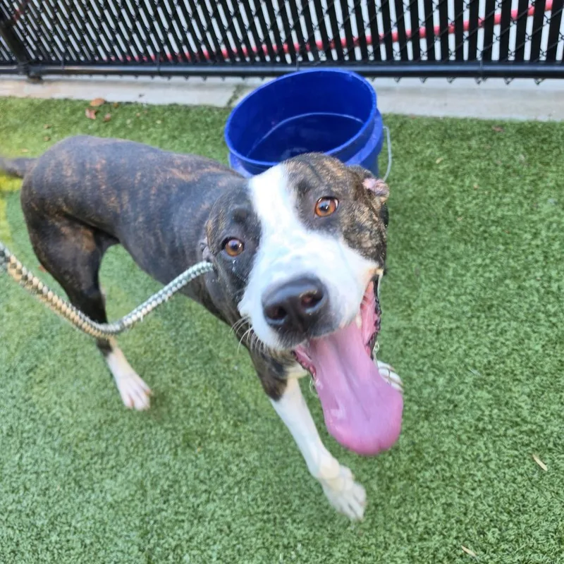 An adult medium-sized female Pit Bull Terrier dog named Sweet Peas for adoption in Greensboro, NC