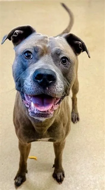 An adult large-sized male Pit Bull Terrier dog named Litto for adoption in Derwood, MD