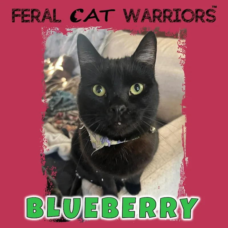 An adult medium-sized male Black Domestic Short Hair cat named Blueberry for adoption in Kingman, AZ